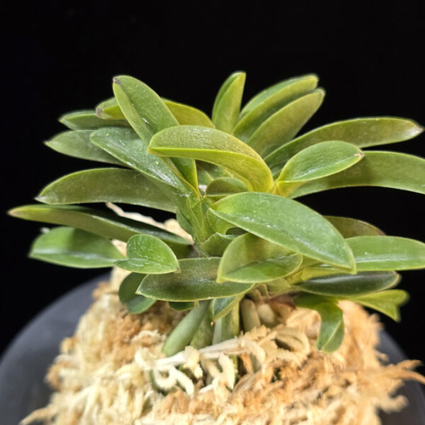 오동 烏童 Odong (Eboshimaru Short Leaves )