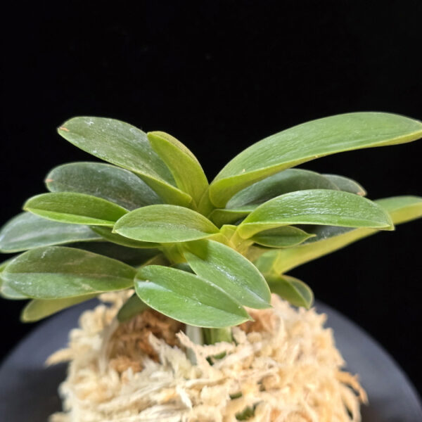 오동 烏童 Odong (Eboshimaru Short Leaves )