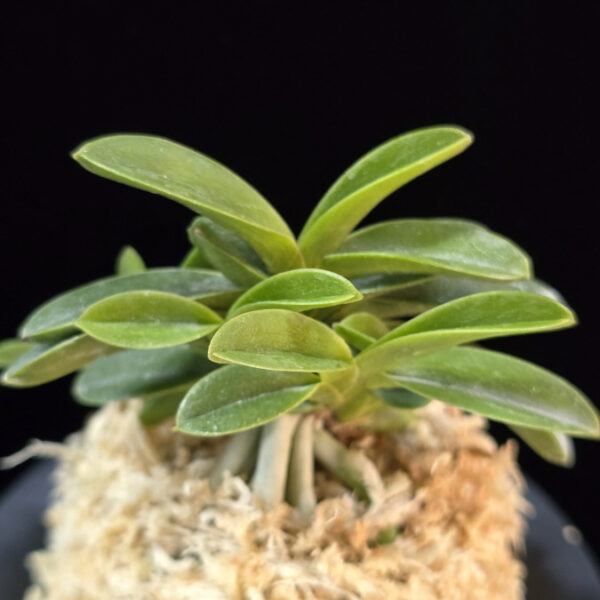 오동 烏童 Odong (Eboshimaru Short Leaves )