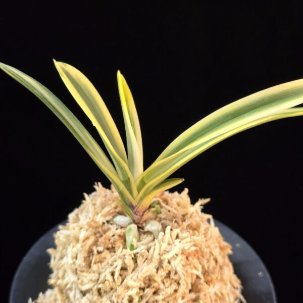 관악 冠岳  Gwanak