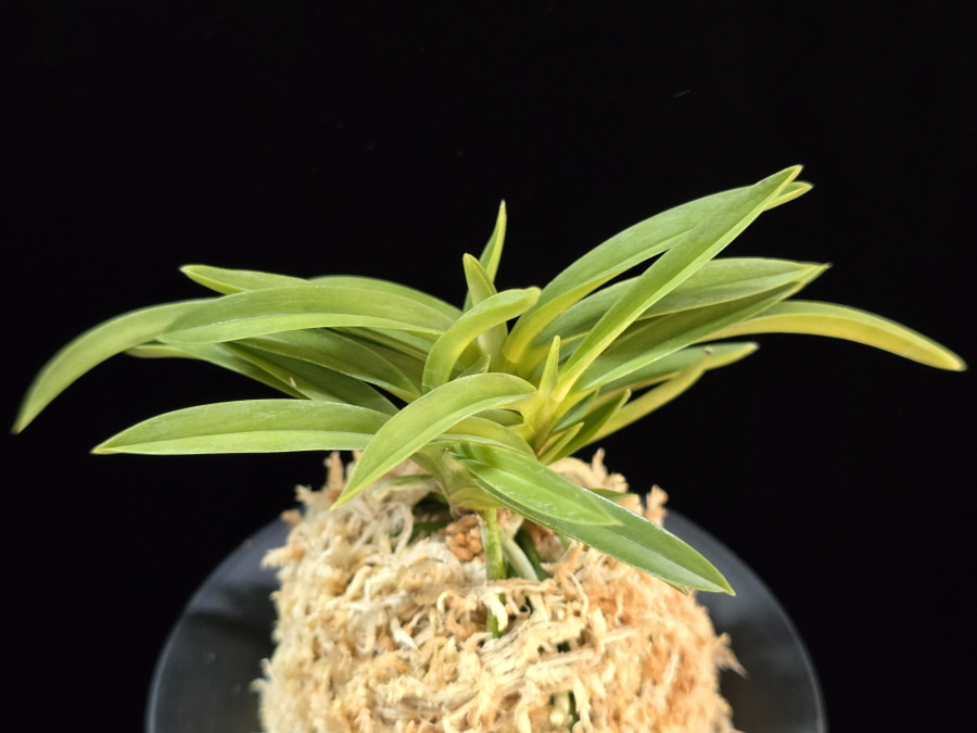 풍명전 豊明殿 Homeiden 풍명전 豊明殿 Homeiden