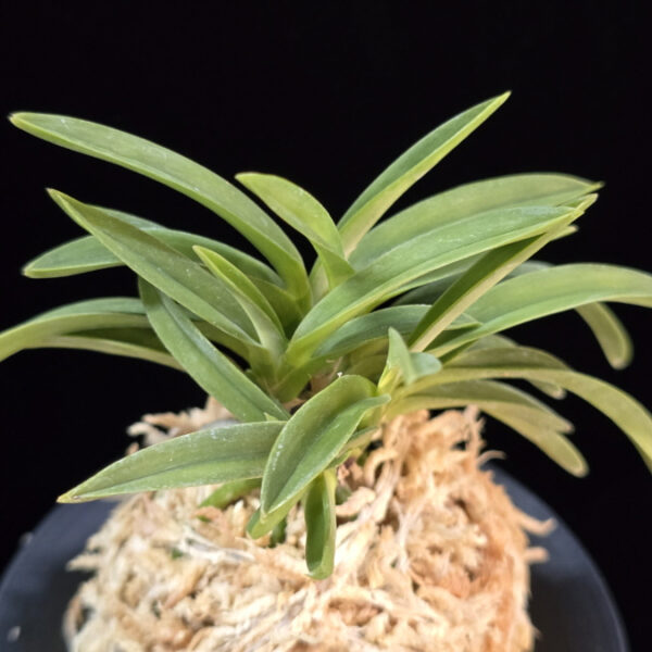 풍명전 豊明殿 Homeiden