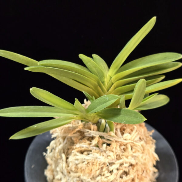 공작환 孔雀丸 Kujakumaru