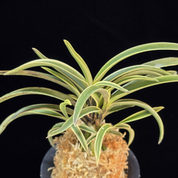 수백 琇白 Subaek