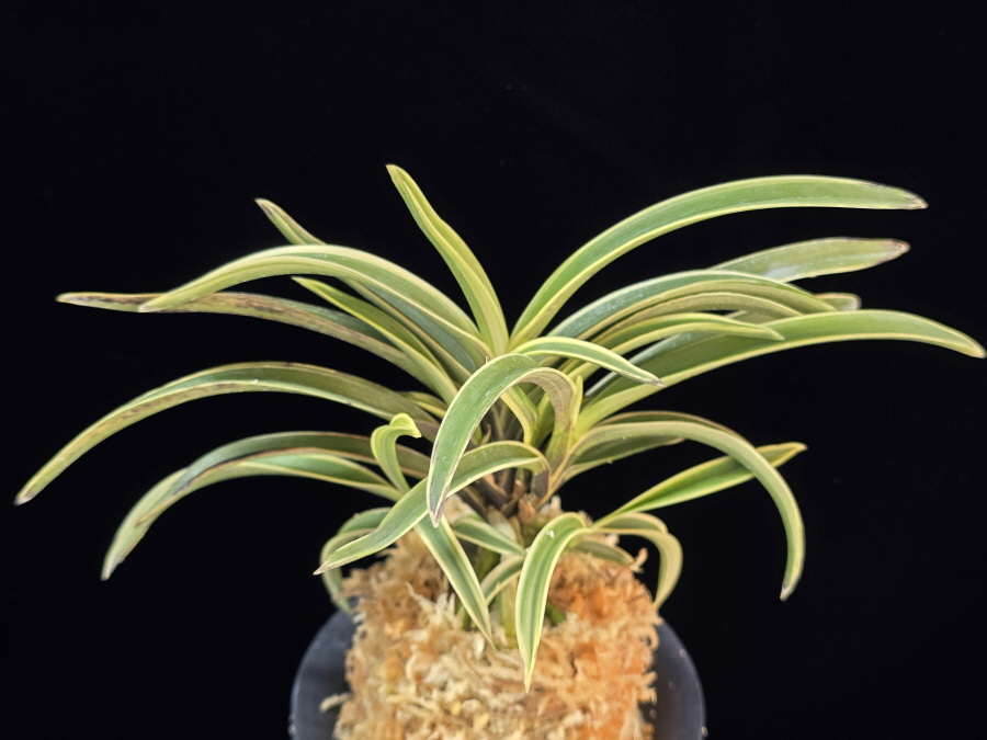 수백 琇白 Subaek 수백 琇白 Subaek