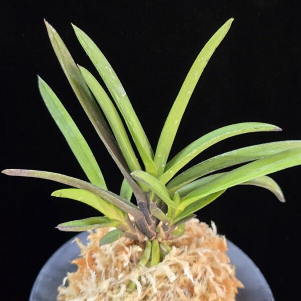 여의봉 如意棒 Yeoeuibong