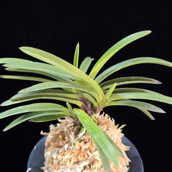 홍천구 紅天狗 Benitengu