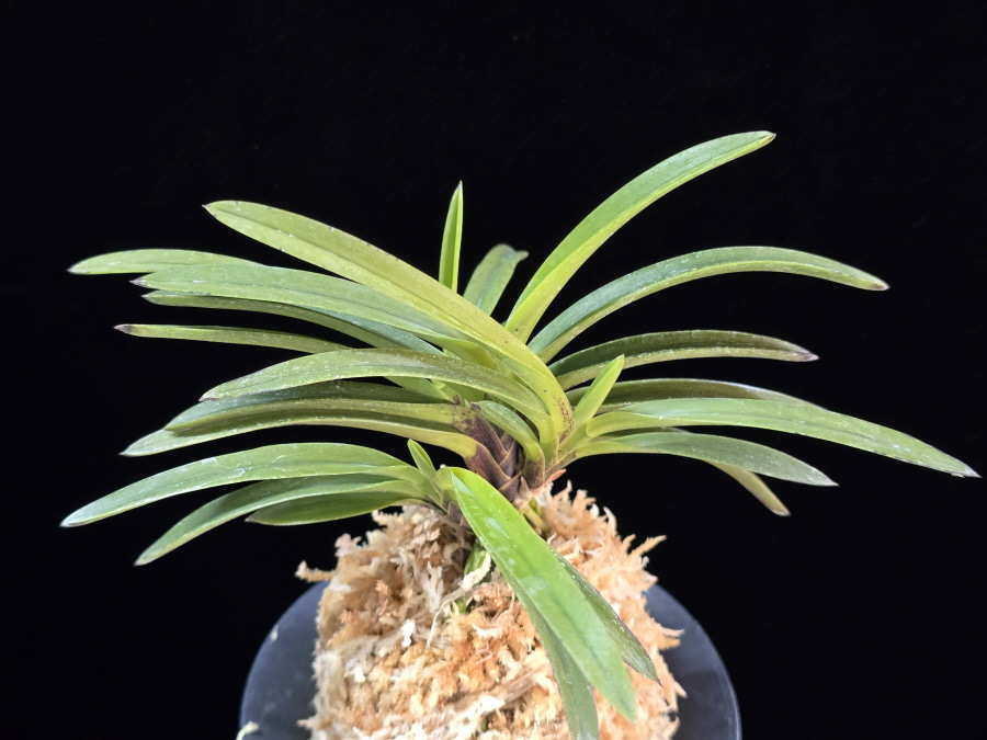 홍천구 紅天狗 Benitengu 홍천구 紅天狗 Benitengu