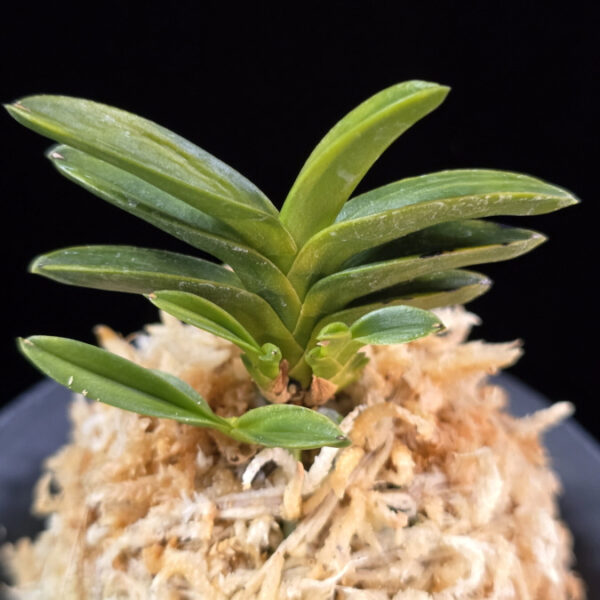 성관 聖冠  Seonggwan