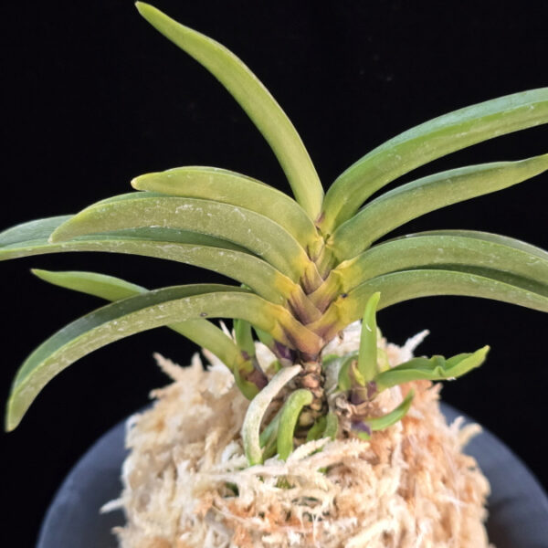 일향왕 日向王 Himukao