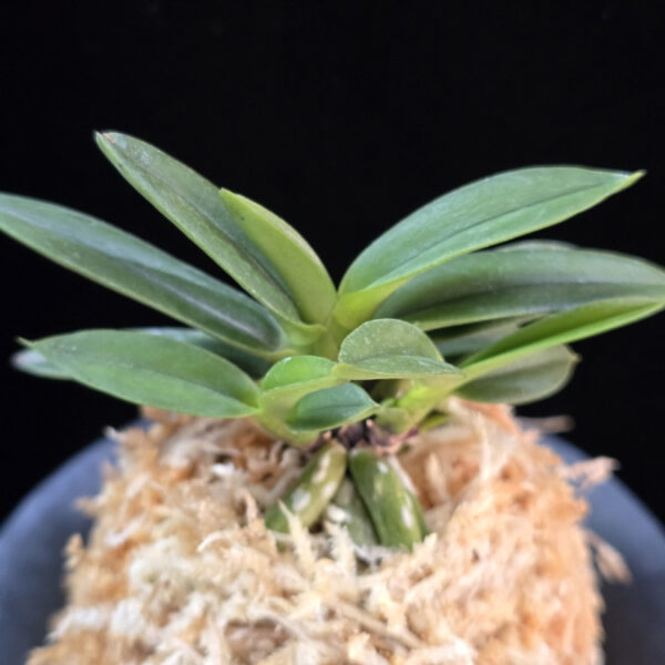 서현 瑞玹 Seohyeon