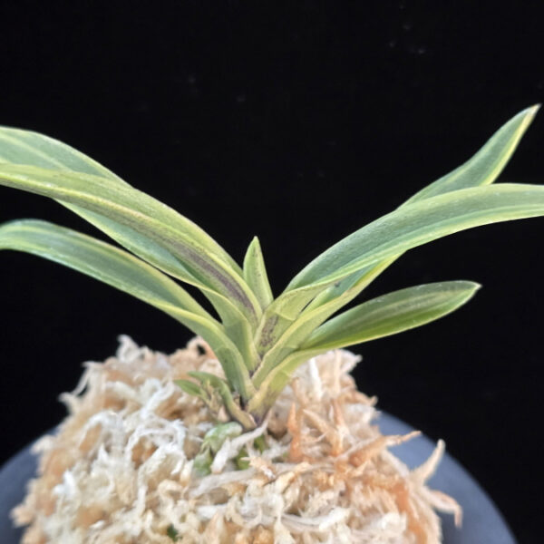 춘광 春光 Chungwang