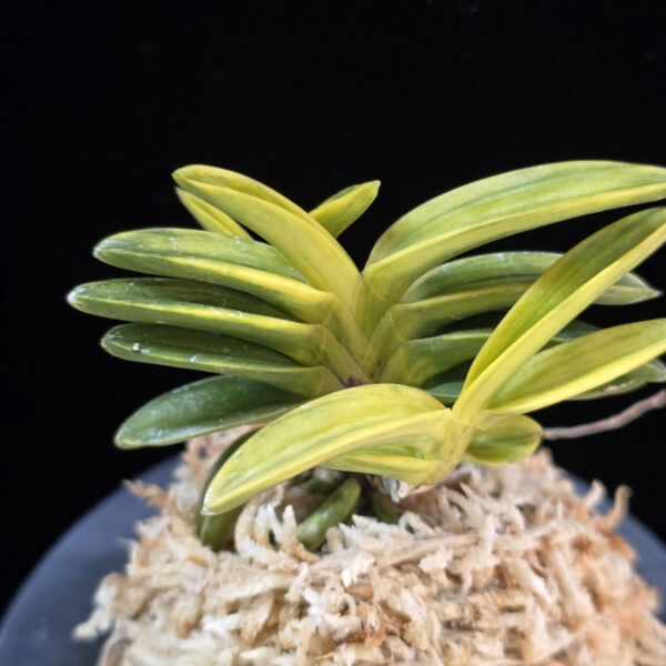 화천금 華泉錦 Kasen Nishiki