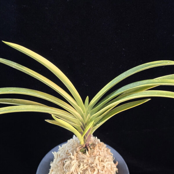 영호 影虎 Kagetora