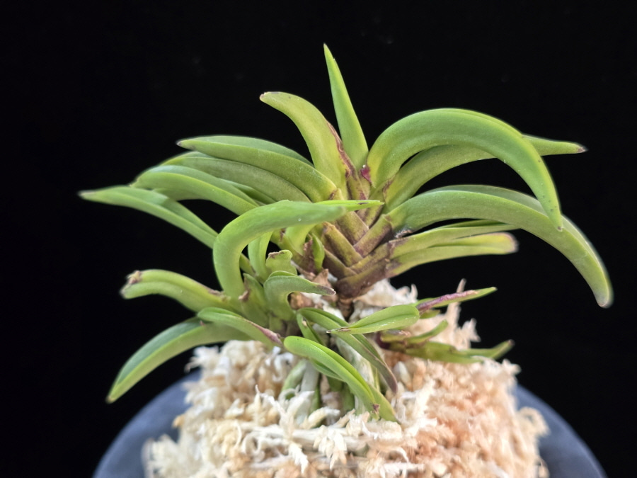 변경환 弁慶丸 Benkeimaru 변경환 弁慶丸 Benkeimaru