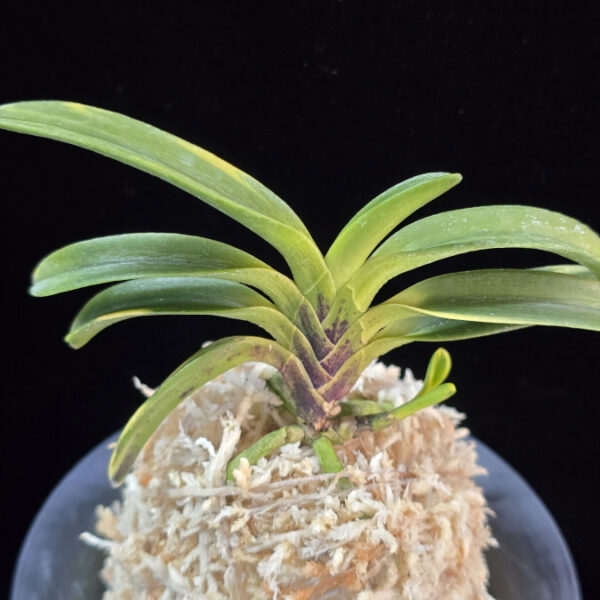 동해복륜 東海復輪 Tokai Fukurin