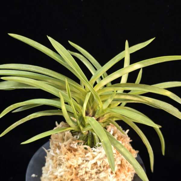 홍형 紅蛍 Benibotaru