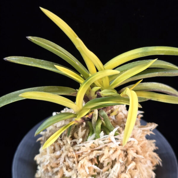 서천금 瑞泉錦 Seocheongeum (Zuiun Shima)