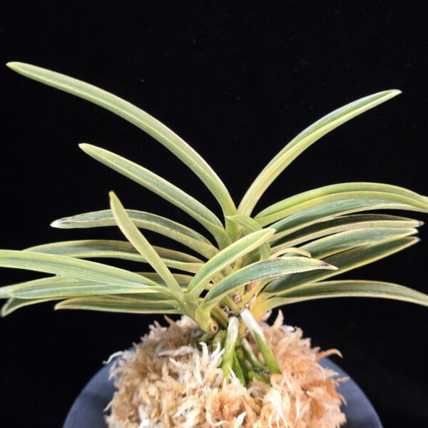 호박전 琥珀殿 Kohakuden