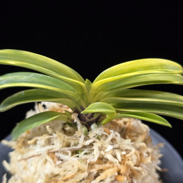 비금 轡錦 Kutsuwa nishiki