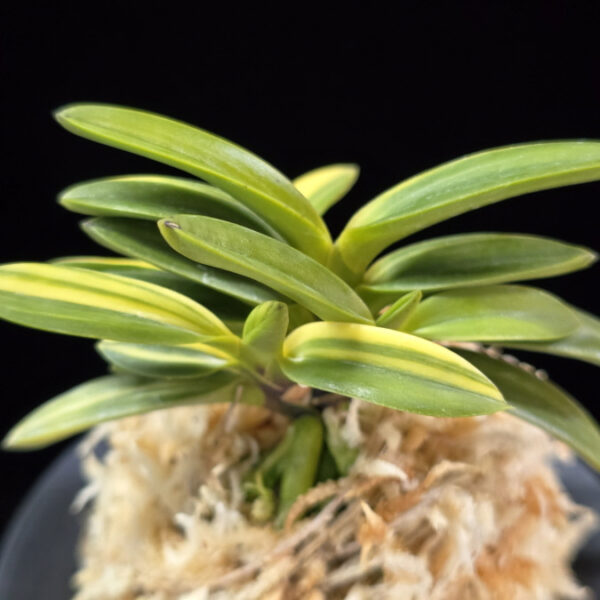 천사환 天賜丸 Cheonsahwan