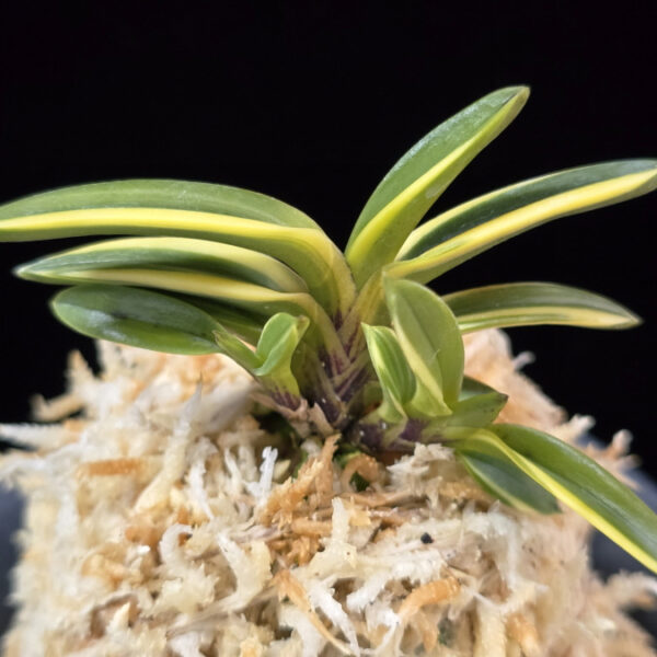 천사환 天賜丸 Cheonsahwan