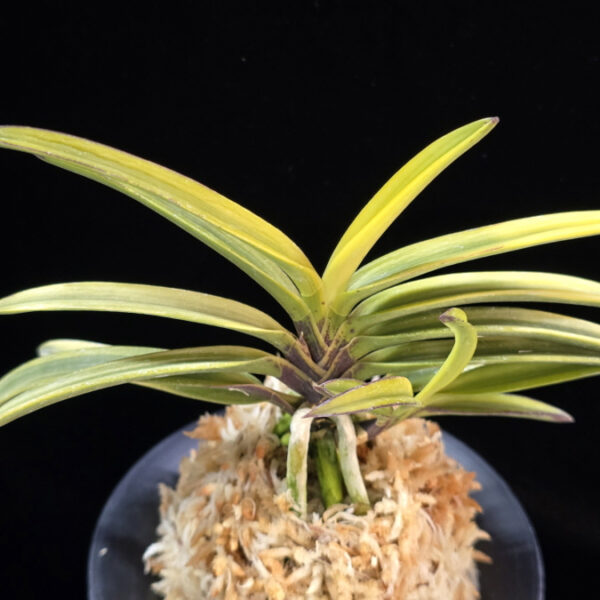 금루각복륜 金鏤閣覆輪 Kinroukaku Fukurin