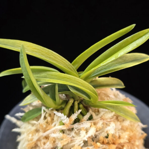 대호 大虎 Daeho (Onamisekai Tora)