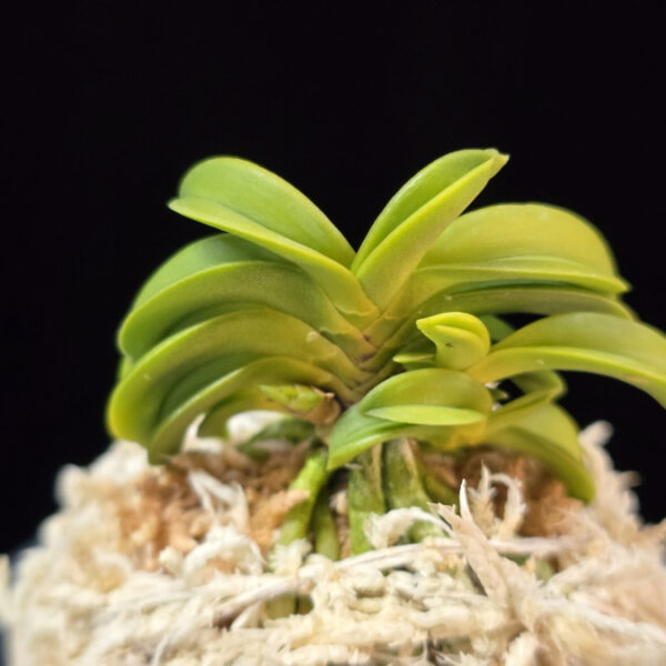 승문해 縄文海 Joumonkai