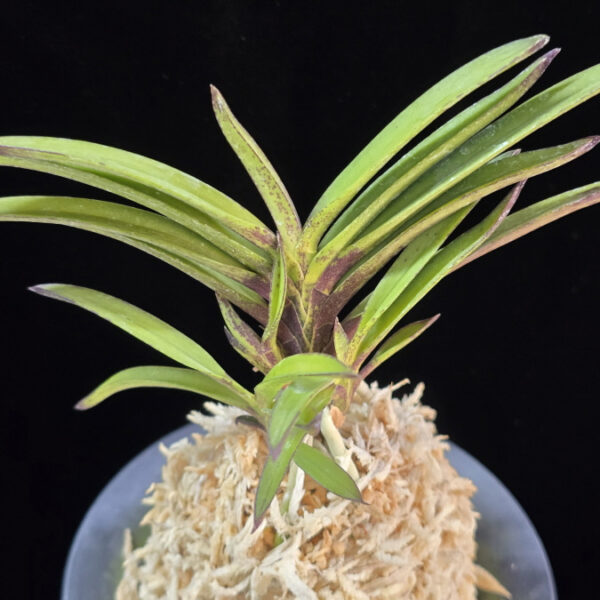 청죽 靑竹 Cheongjuk