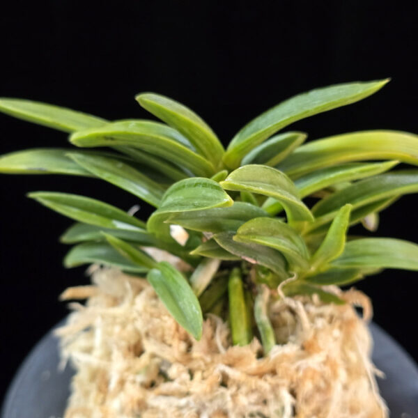 섭묵 摺墨 Surusumi