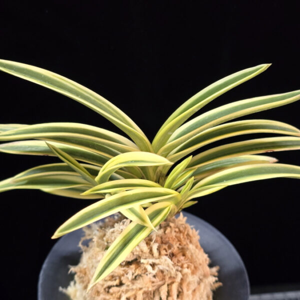 삼일 三一 Sam-il