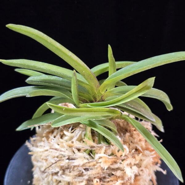 대풍해 大楓海 Daepunghae (Onamiseikai Benikaedae)