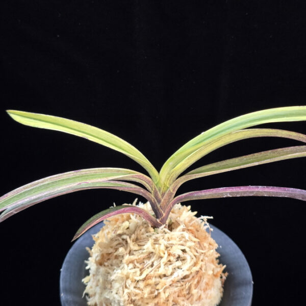 백희설 白熙雪 Baekhuiseol