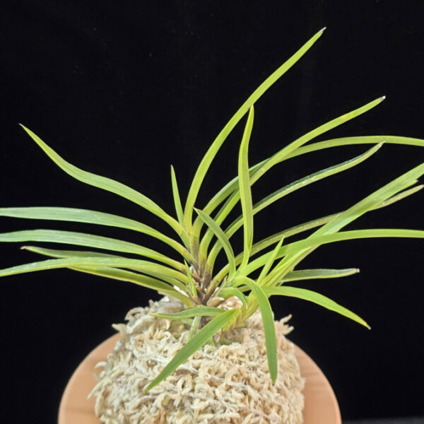 화전 花纏 Hanamatoi (3spur)