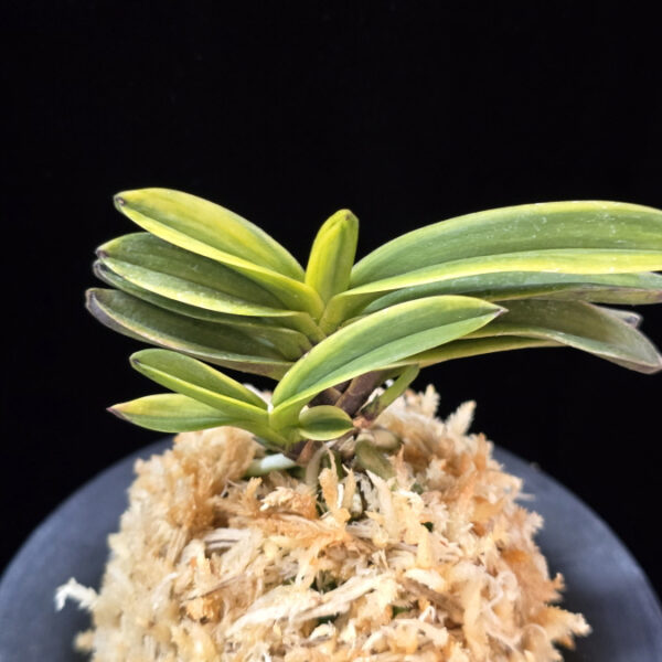 대장금 大壯錦 Daejanggeum(Daiso Nishiki)