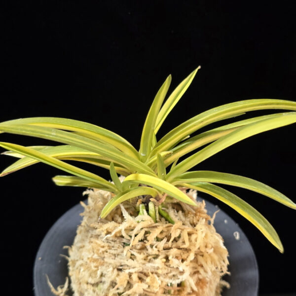 조일전 朝日殿 Asahiden