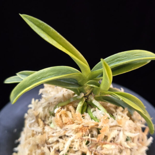 대호 大虎 Daeho (Onamisekai Tora)