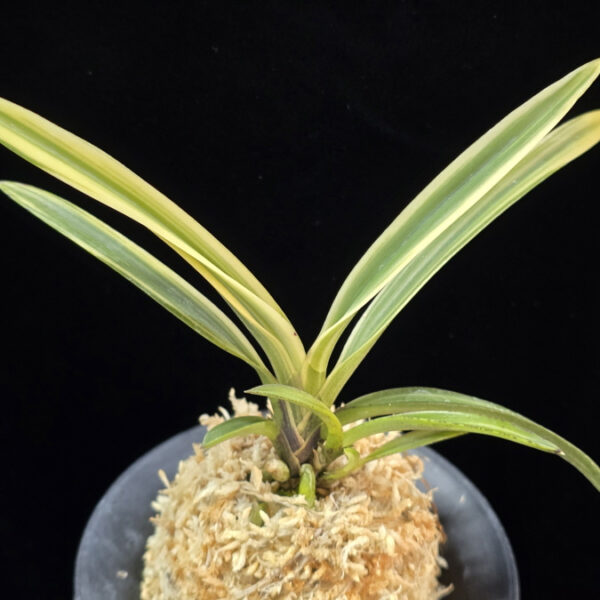 유리 琉璃 Yuri (Amami Kanpaku)