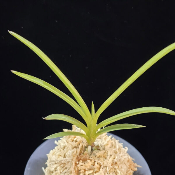 화선 花仙 Hwaseon (3spur)