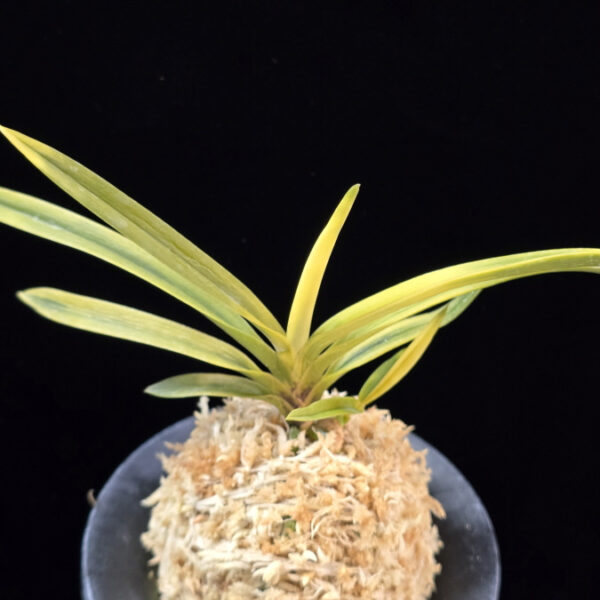 묘향 妙香 Myohyang