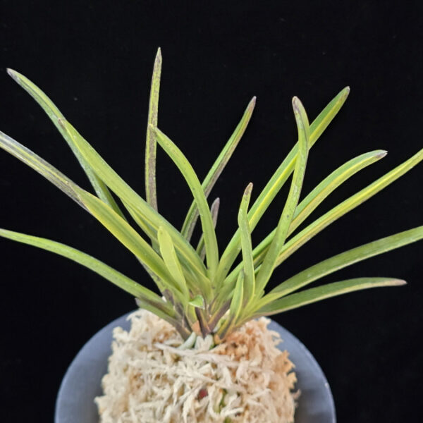 석영호 夕映縞 Yubae Shima