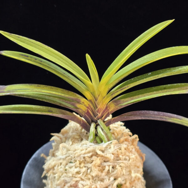 건국호 建國縞 Kenkoku Shima