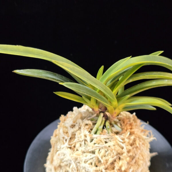 진월 真月 Shingetsu