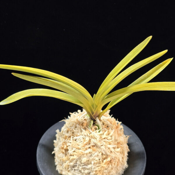 준하모단 駿河牡丹 Surugabotan (ruby root)