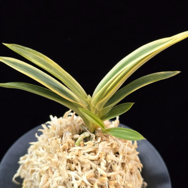 천명 天明 Cheonmyeong(Tenmei)