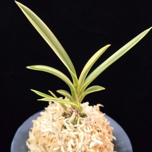 설인금 雪印錦 Seoringeum