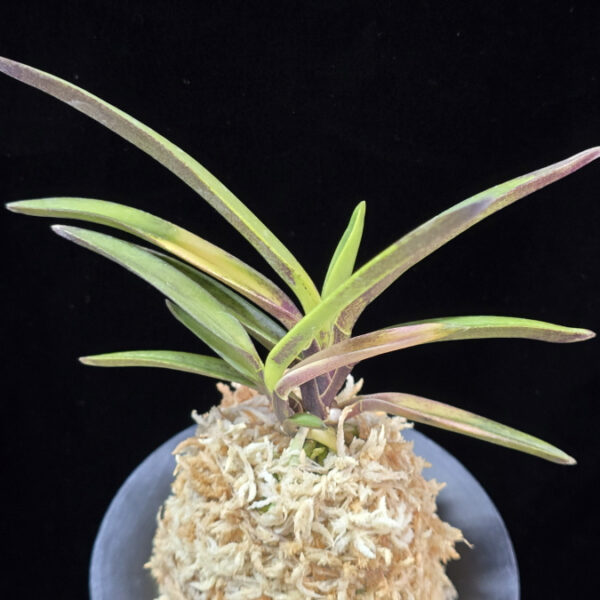 대하 大河 Daeha(Taiga) (Ruby root)