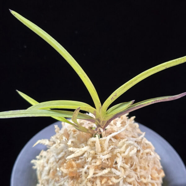 화전 花纏 Hanamatoi (3spur)