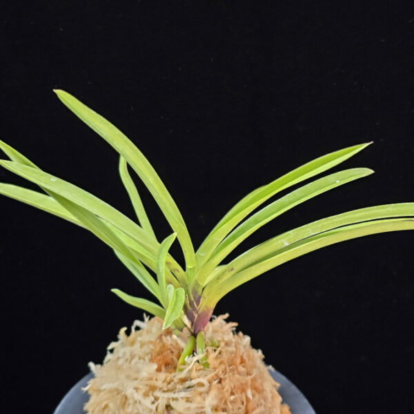 홍매  紅梅  Kobai